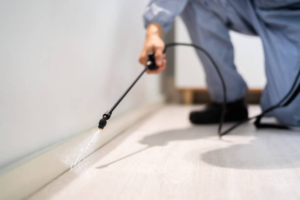 Licensed Ant Control service in Alum Rock, CA - Nex Pest Control